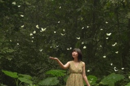 Khách đổ đến check in vườn Cúc Phương mùa bướm