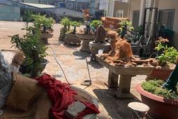 Chủ nhân 42 cây mai vàng ở Côn Đảo lần đầu lên tiếng về quyết định tịch thu cây