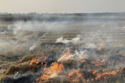 Chồng bàng hoàng phát hiện thi thể vợ trong đám cháy giữa đồng ở Cần Thơ