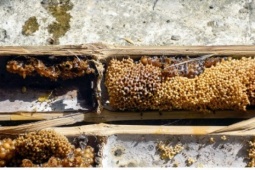 Loại ong có tên nghe "đỏ mặt" được nuôi trong ống tre, cách làm mới hiệu quả