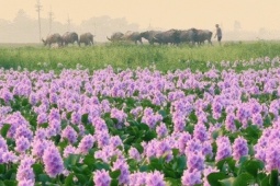 Hoa lục bình ở ngoại ô Hà Nội nở rộ, khách đi 16km tới chụp ảnh, đón hoàng hôn