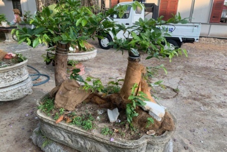 Vụ xử phạt, tịch thu 42 gốc mai vàng "không giấy tờ" ở Côn Đảo: Yêu cầu làm rõ nguồn gốc