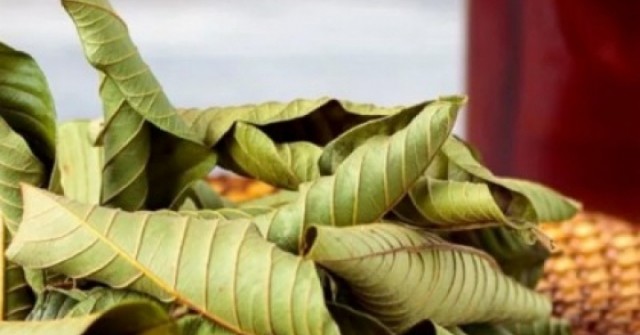 Việt Nam có loại lá rụng đầy gốc không ai ngó, lại là "thuốc quý" ngừa cả ung thư