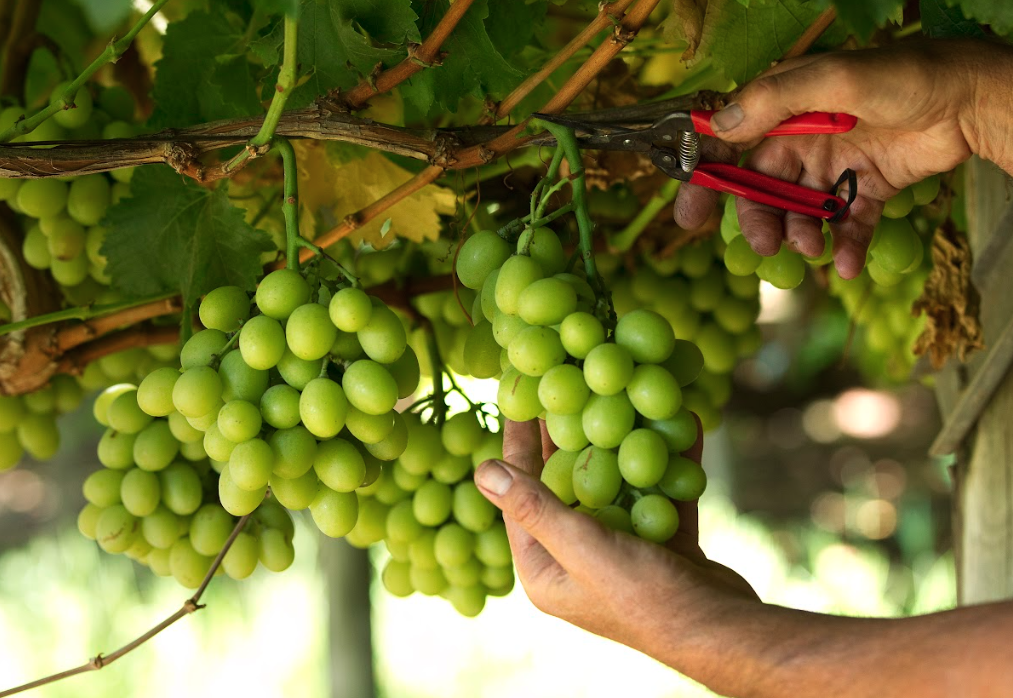 Từ nắng Úc đến bàn ăn Việt: Khi trái nho kể câu chuyện chất lượng - 1