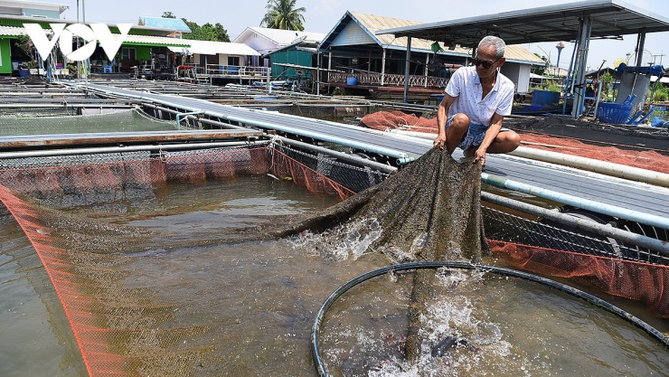 Hiện nay, người Thái gốc Việt tại làng Lin Chang sinh sống chủ yếu bằng nghề kinh doanh dịch vụ bè du lịch và nuôi cá lồng.