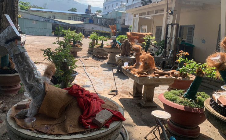 Những gốc mai vàng được ông T. chăm sóc trong khuôn viên trụ sở cũ Đồn Biên phòng Côn Đảo. Ảnh: M.C