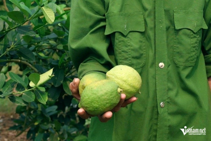 Những quả chanh vàng Mỹ đến kỳ thu hoạch. Ảnh: Lê Dương