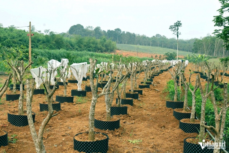 Những gốc bưởi đang được ông Toản ươm để nhân giống. Ảnh: Lê Dương