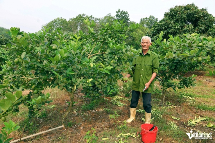 Ông Toản bên vườn chanh hơn một năm tuổi. Ảnh: Lê Dương