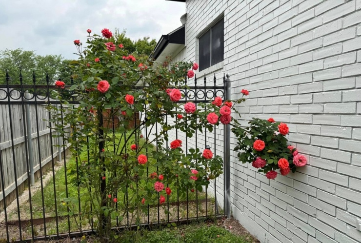 Hàng chục khóm hồng khoe sắc trong biệt thự của Đan Trường ở Mỹ - 5