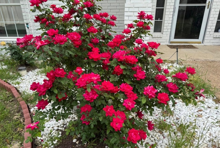 Hàng chục khóm hồng khoe sắc trong biệt thự của Đan Trường ở Mỹ - 3