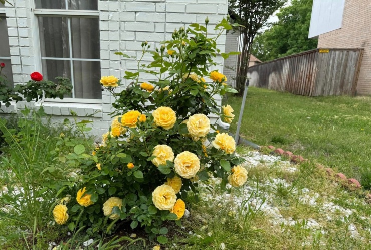 Hàng chục khóm hồng khoe sắc trong biệt thự của Đan Trường ở Mỹ - 4