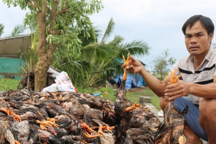 Chủ trang trại ở Nghệ An mất tiền tỷ sau bão vẫn chờ hỗ trợ