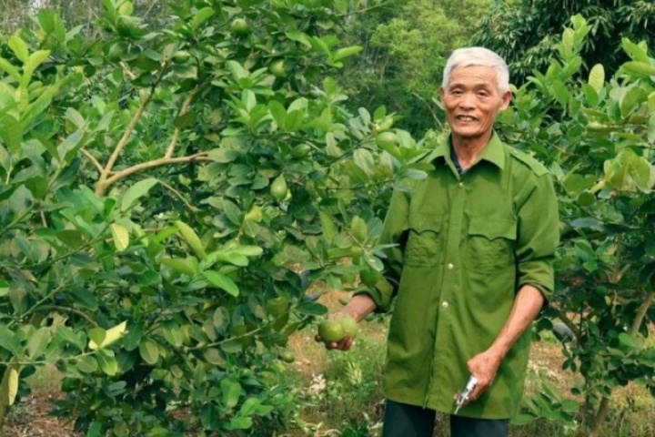Ghép chanh vàng Mỹ lên gốc bưởi, nông dân Thanh Hóa thu hàng trăm triệu đồng/năm