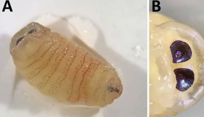 Hình ảnh ấu trùng của ruồi giòi mũi cừu (Oestrus ovis) văng ra khỏi người phụ nữ Hy Lạp. Ảnh: Evangelia-Theophano Piperak