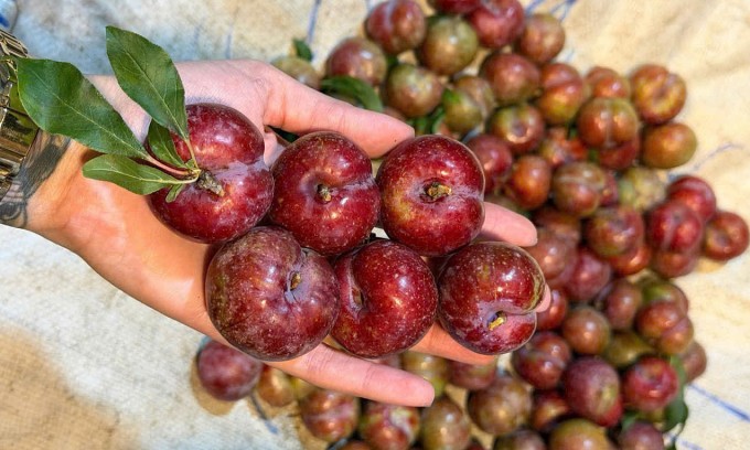 Mận hậu tại nhà vườn ở Sơn La. Ảnh: Trang Lê