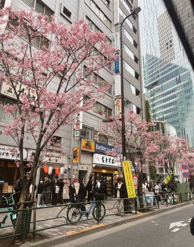 Vợ chồng Miranda dạo phố ngắm hoa anh đào nở rộ.