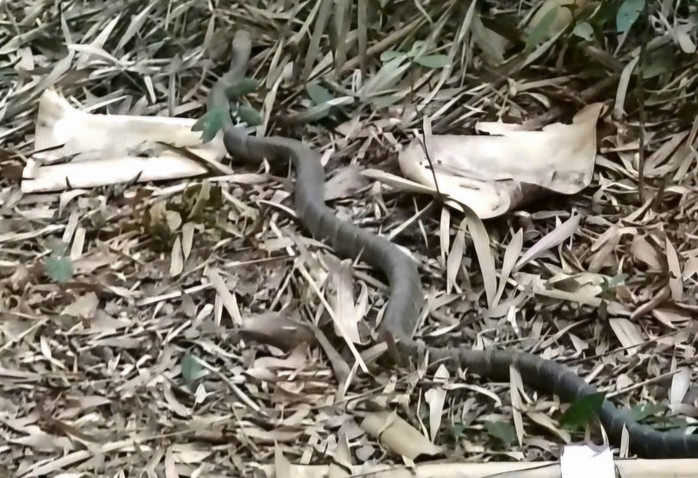 Con rắn hổ mang chúa được thả về Khu bảo tồn thiên nhiên Nâm Nung.