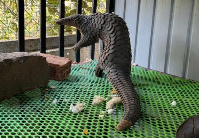 Con tê tê được người dân xã Đức Trọng giao nộp cho cơ quan chức năng địa phương.