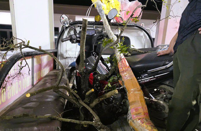 Số cây muội hồng đã bị lực lượng chức năng phối hợp bắt giữ