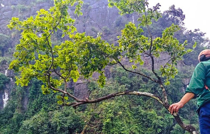 Cây cảnh muội hồng thường sống trên núi đá, việc khai thác rất khó khăn