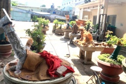 Luật sư nói gì về vụ tịch thu 42 cây mai vàng ở Côn Đảo?