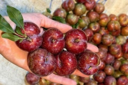 Mận hậu đầu mùa 250.000 đồng một kg vẫn hút khách