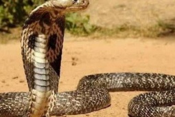 Rắn hổ mang chúa, tê tê bò vào vườn nhà dân ở Lâm Đồng