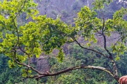 Mật phục bắt xe máy chở 6 cây muội hồng từ trên núi xuống