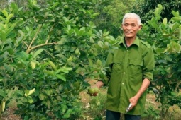 Ghép chanh vàng Mỹ lên gốc bưởi, nông dân Thanh Hóa thu hàng trăm triệu đồng/năm