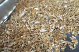 Đặc sản 'chỉ lùi không tiến' ở Phú Quốc, nhìn giống dế nhưng vị ngon như tôm