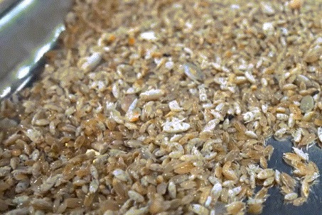 Đặc sản 'chỉ lùi không tiến' ở Phú Quốc, nhìn giống dế nhưng vị ngon như tôm