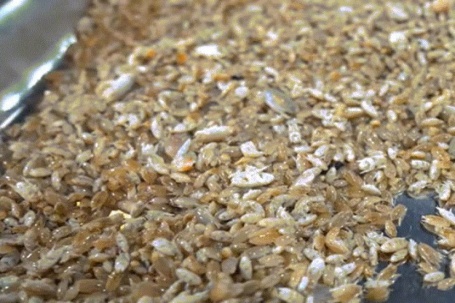 Đặc sản 'chỉ lùi không tiến' ở Phú Quốc, nhìn giống dế nhưng vị ngon như tôm