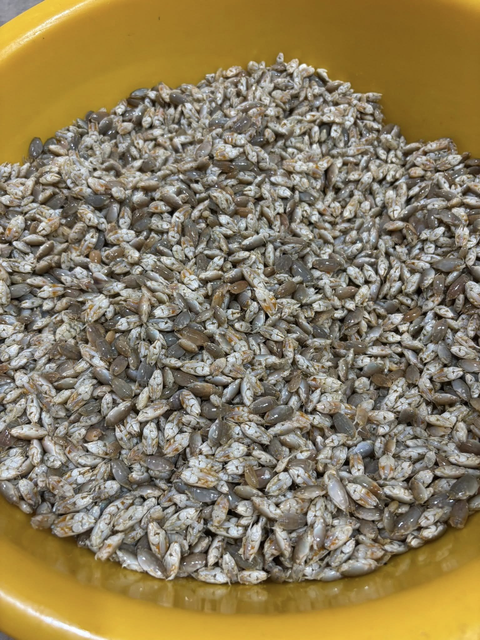 Ở Phú Quốc, bò lui được bán với giá đắt ngang thịt bò, dao động từ 220.000 – 250.000 đồng/kg, tùy thời điểm. Ảnh: Nguyễn Tuyền