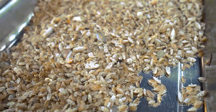 Đặc sản 'chỉ lùi không tiến' ở Phú Quốc, nhìn giống dế nhưng vị ngon như tôm - 1