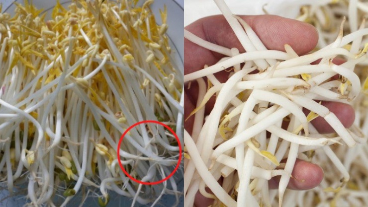 Giá đỗ sạch mất nhiều thời gian để có thể ăn được nên thân thường dài, rễ dài.