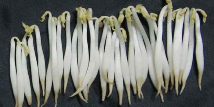 Loại rau rẻ bèo bổ xương lại tốt cho tim mạch, bán đầy chợ Việt nhưng rất dễ nhiễm hóa chất nếu không biết phân biệt - 8