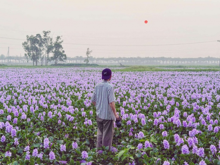 Ánh sáng lúc mặt trời dần buông xuống khiến cho khung cảnh tại cánh đồng hoa bèo tây càng thêm ấn tượng. Ảnh: Tuyên Parafu