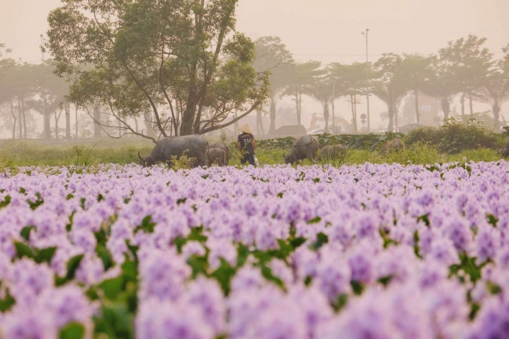 Những chứ trâu lững thững gặm cỏ bên cánh đồng bèo tây tím biếc. Ảnh: Tuyên Parafu