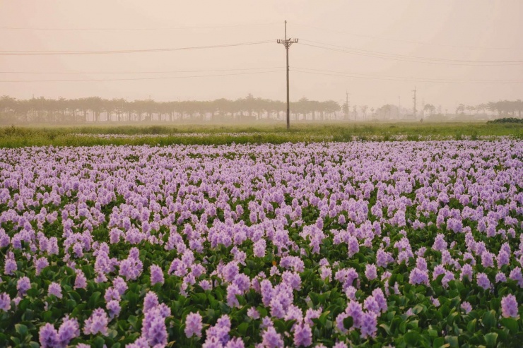 Nhiều du khách ngỡ ngàng khi chỉ cách trung tâm TP Hà Nội khoảng 15km thôi mà có một nơi bình yên và đậm chất vùng quê Bắc Bộ như thế này. Ảnh: Tuyên Parafu