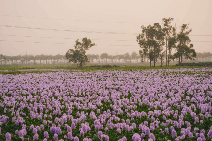 Nhìn từ xa, cả cánh đồng hoa trải dài như một tấm thảm tím bồng bềnh, dập dềnh theo làn nước. Ảnh: Tuyên Parafu