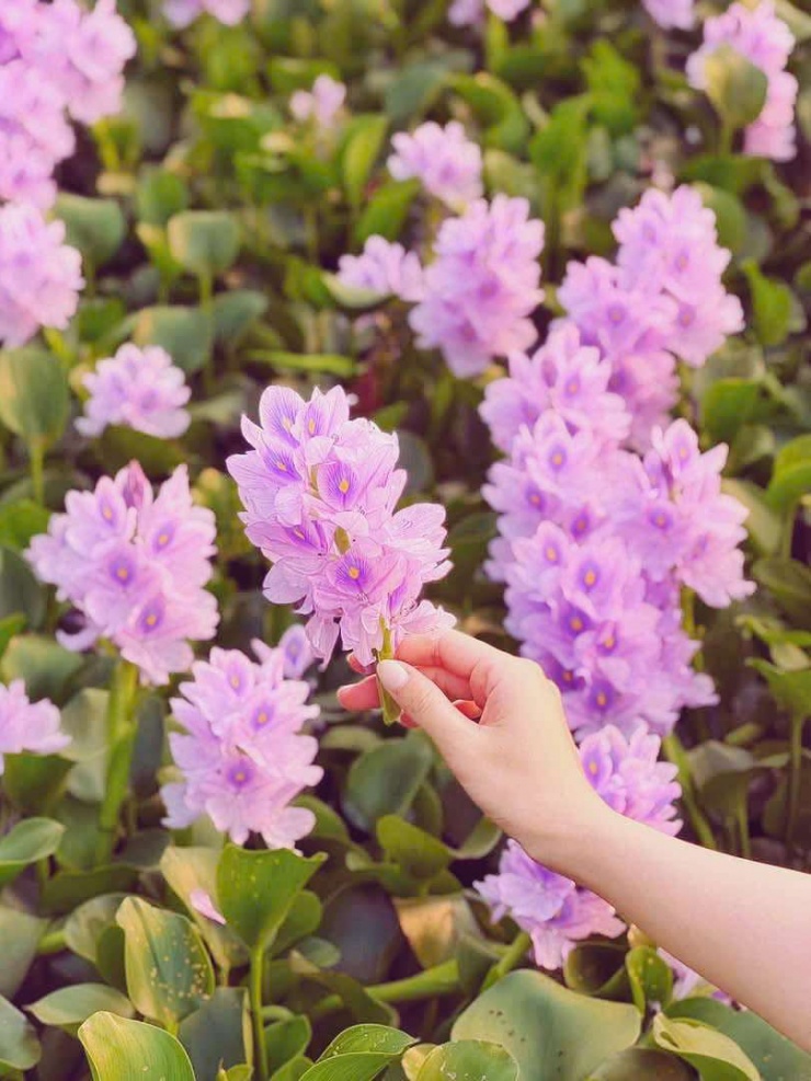 Hoa bèo tây gắn liền với tuổi thơ, cuộc sống mưu sinh của người dân vùng sông nước, gợi nhắc nỗi nhớ quê hương và sự bình yên. Ảnh: Tuyên Parafu