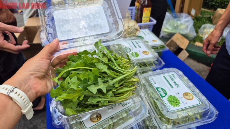 Cận cảnh rau sâm đất có giá cao hơn thịt bò