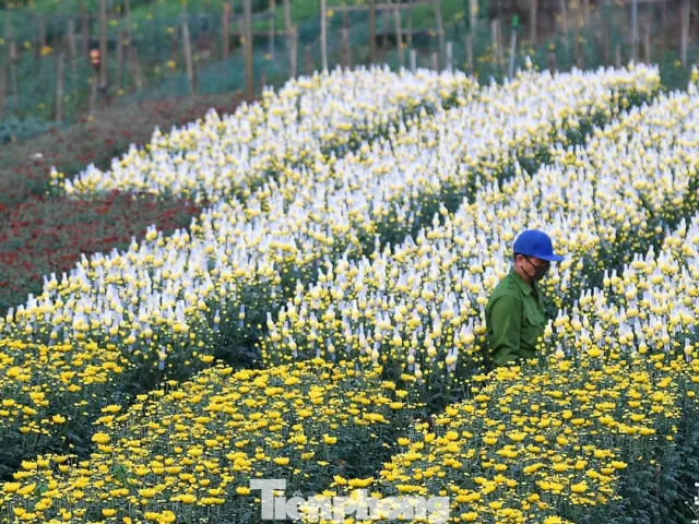 Miên man trên cánh đồng hoa sắp bung nở bên sông Hồng