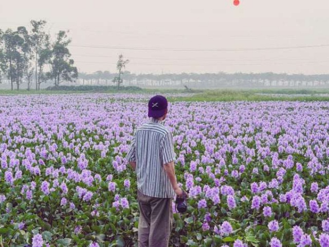 Bất ngờ trước cánh đồng hoa bèo tây tím biếc giữa lòng Hà Nội, giới trẻ háo hức tới check-in