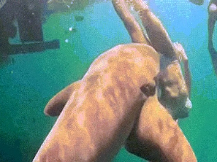 Khoảnh khắc cô gái bị cá mập cắn khi đang lặn biển