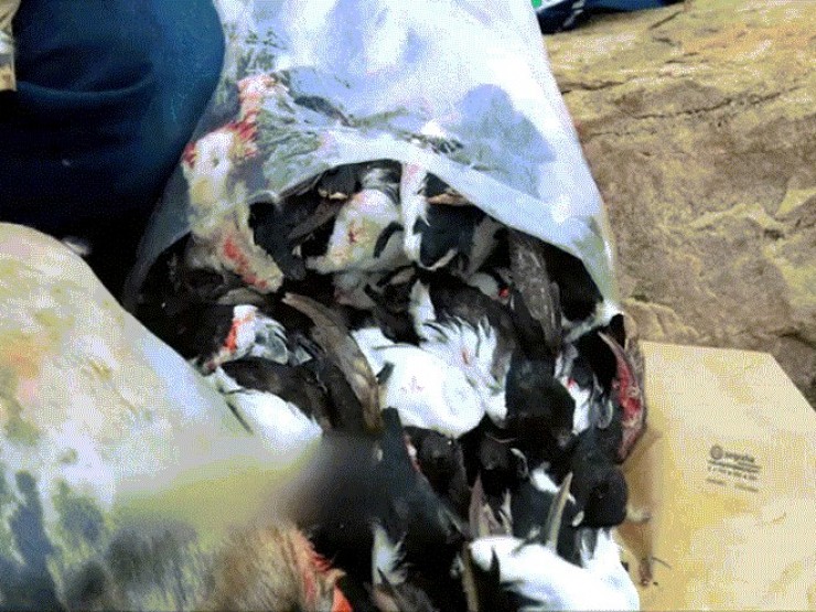 Món ăn 'thách thức' nhất thế giới được làm như thế nào?