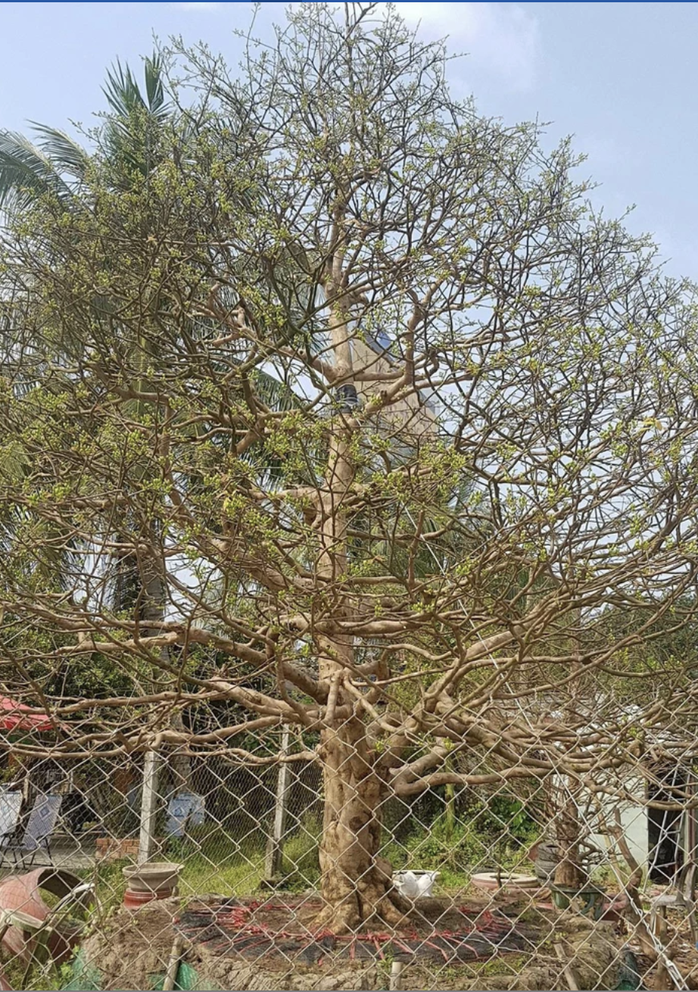 Mai vàng tại miền Tây được rao bán tiền tỉ trong mỗi dịp Tết Nguyên đán