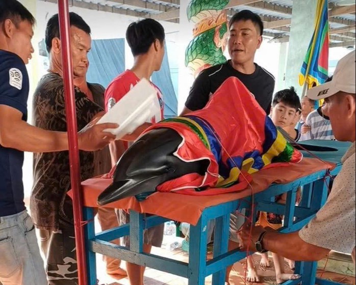 Con cá heo dạt vào bờ được người dân đưa lên để chuẩn bị chôn cất theo phong tục