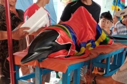 Cá heo lụy ở bờ biển Sông Cầu, trước đó người dân nhiều lần đẩy ra nhưng cá vẫn dạt vào